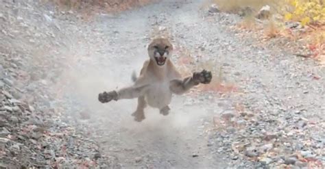 Hikers Terrifying Cougar Encounter Captured In 6 Minute Viral Video