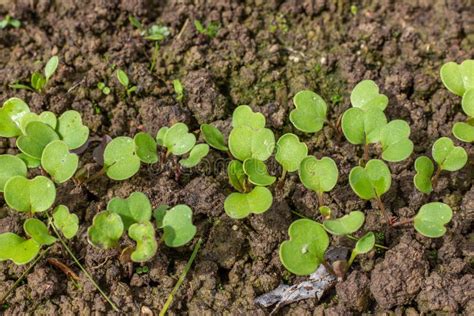 Rocket Salad Seedlings In The Vegetable Garden Germinate Arugula Seeds