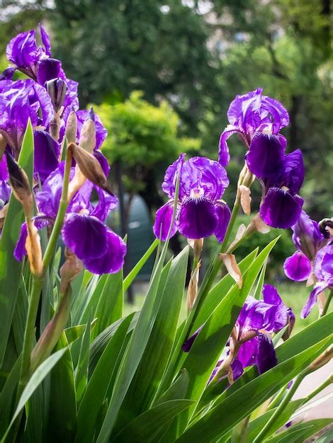 Premium Photo Violet Iris Flower Close Up