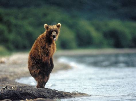 Brown Bear Funny Animals Funny Animal Pictures Animals