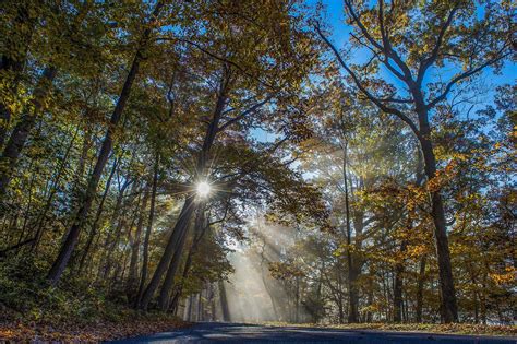 Forests Trees Rays Of Light Hd Wallpaper Rare Gallery