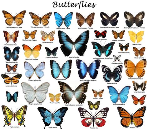 Butterflies And Their Names Good To Know Pinterest Butterfly And