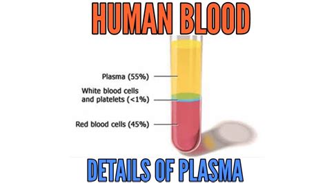 Composition Of Blood Blood Plasma In Detail Youtube