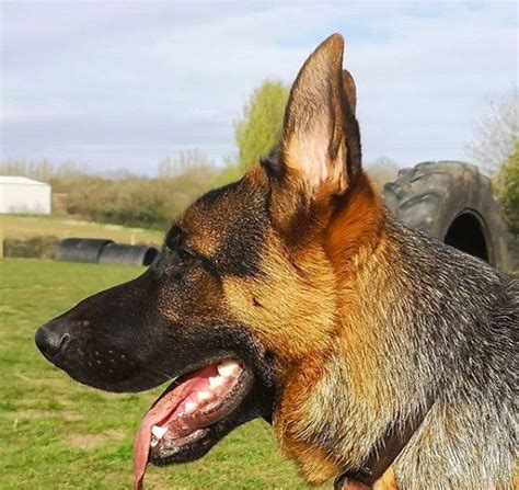German Shepherd These Are The Best Large Dog Breeds For Retirees It