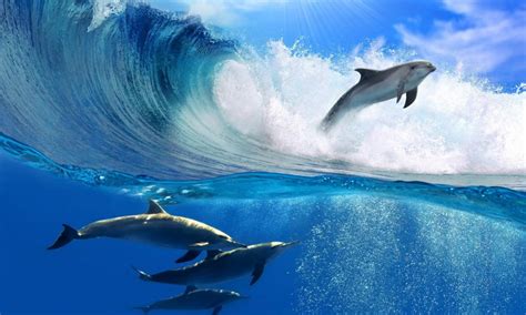 Free Hd Dolphin Live Wallpapers Apk Download For Android