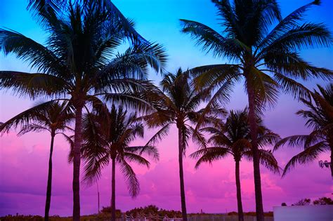 Palm Tree Beach Purple Sunset Aesthetic 1 987 Palm Trees Purple Sunset Photos Free Royalty