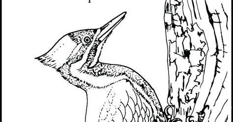 Make a coloring book with woodpecker page for one click. The best free Woodpecker coloring page images. Download ...