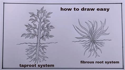 How To Draw Tap Root And Fibrous Roottap Root System Diagram Youtube