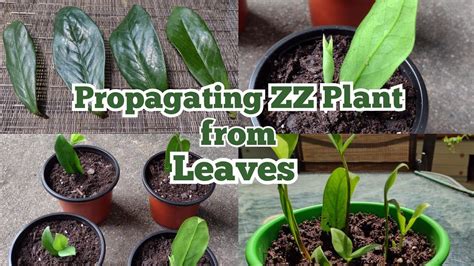 Propagating Zz Plant From Leaves Youtube