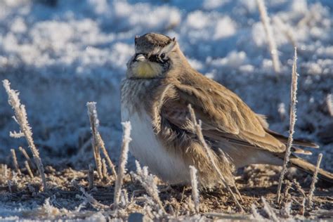 Winter Birds Of Alberta Archives Birds Calgary