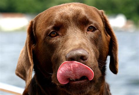 Black Yellow And Chocolate Lab Names For Your Labrador Retriever Our