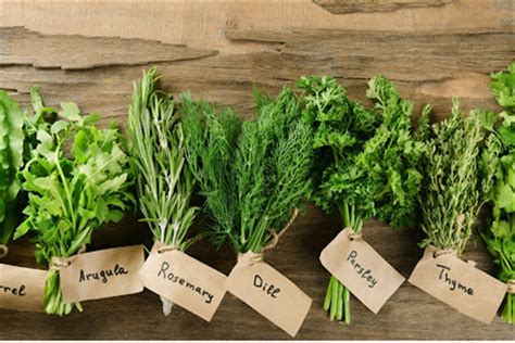 Top 10 Herbs That Good For Health