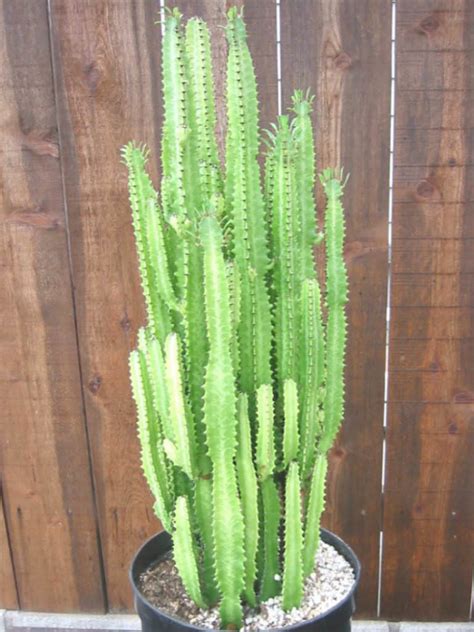 Flowers and fruit of each cactus are shown and a few interesting facts are given about each one. Euphorbia trigona (African Milk Tree) | World of Succulents