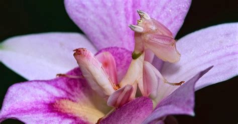 Mantis Religiosa Orquídea Todo Lo Que Necesitas Saber