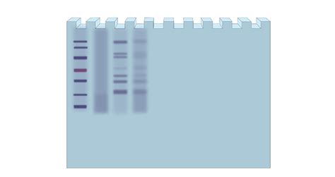 Troubleshooting Sds Page Sample Preparation Issues Goldbio