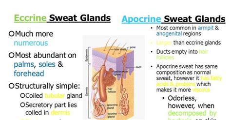 Sweat Glands Assessment Pinterest Sweat Gland