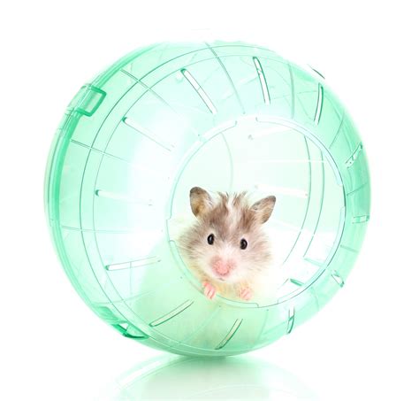 Cute Hamster Popping Out Of Green Ball Isolated White Floofins And Co