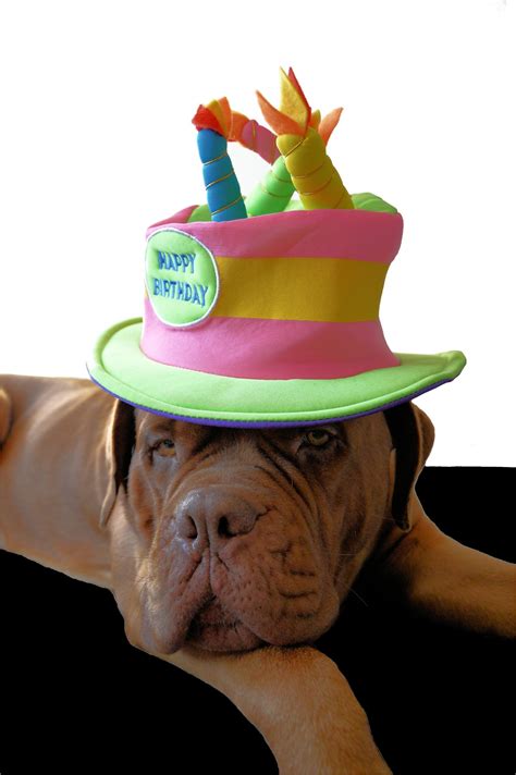 Birthdaydoghatpethappy Birthday Free Image From