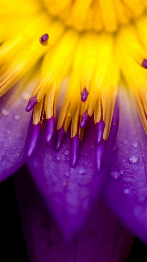 Purple And Yellow Petals Iphone Wallpapers Free Download