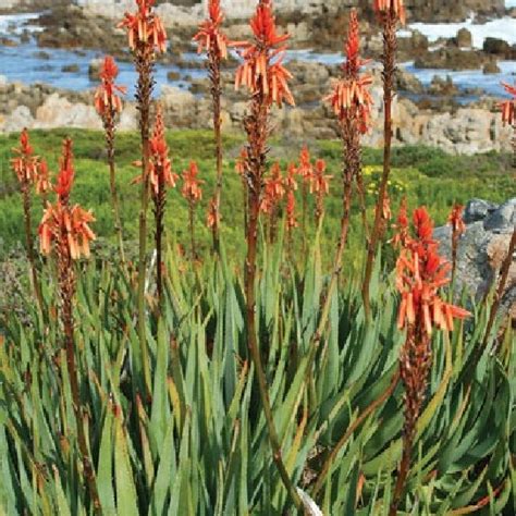 Aloe Succotrina In Habitat In The Boulder Field On Table Mountain