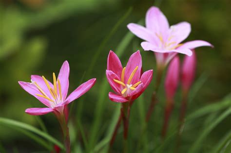 May take a year to establish, thriving afterward. How to Grow and Care for Rain Lilies