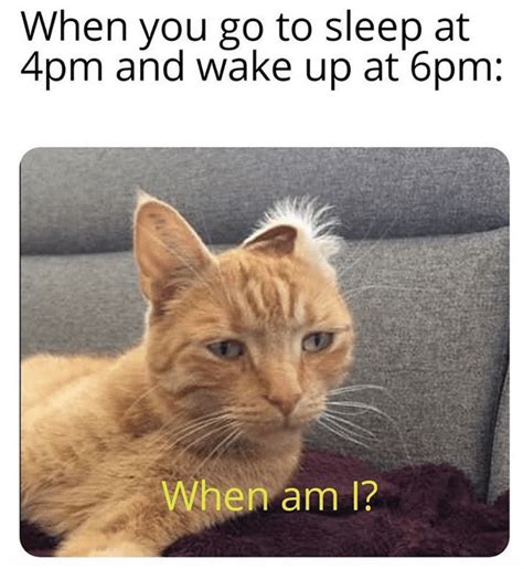 Morning Wake Up Call Fresh Animal Memes November 8th 2020 Sleep