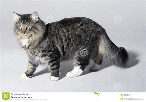 Norwegian Forest Cat Royalty Free Stock Images Image