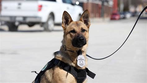 Milwaukee Police Departments K9 Unit Gets 2 New Recruits