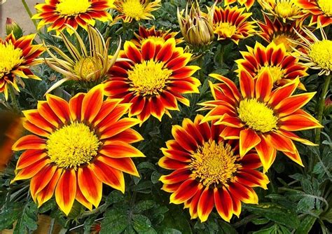 Top 18 Flowers That Thrive In Summer Heat