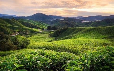 The cameron highlands consists of eight different neighbourhoods, three of which are townships and five of which are settlements. 5 Relaxing Retreats in Cameron Highlands - Fave Malaysia