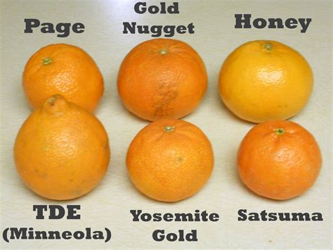 Difference Between Clementine And Tangerine And Satsuma Cclasocean