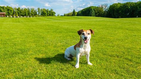 Dog Sitting On The Green Fresh Grass Stock Image Image Of Funny