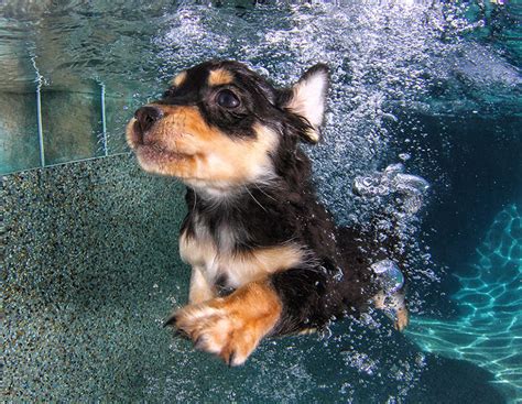 Underwater Puppies New Photo Series By Seth Casteel Demilked