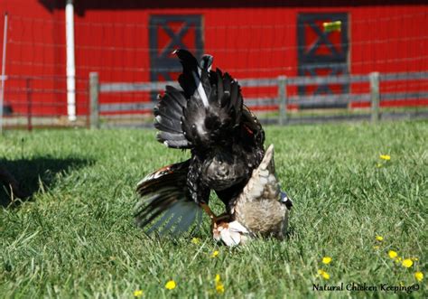 Chickens feed their young by showing them how to eat the same food that they themselves eat. Natural Chicken Keeping: How Do Chickens "Do It?" Chicken ...