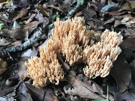 Coral Fungus In Western Nc Mycology