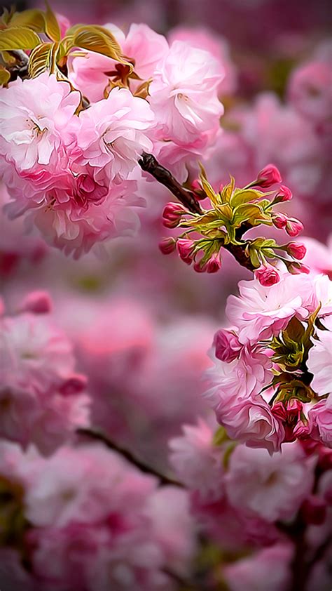 You can latest iphone widescreen wallpapers. Spring - Hd Phone Wallpaper Flower (#151888) - HD ...