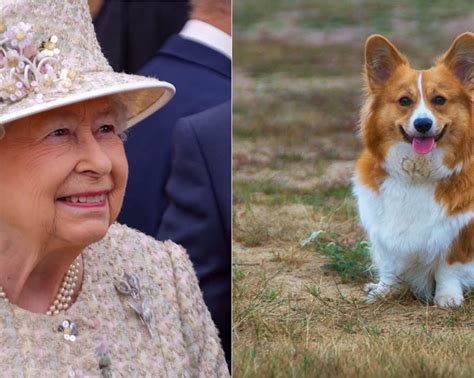 The Queen S Last Corgi Has Passed Away At The Age Of 12 Image Ie
