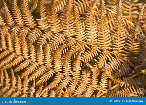 Dry Yellow Fern Leaves Stock Photo Image Of Sunlight 16907318