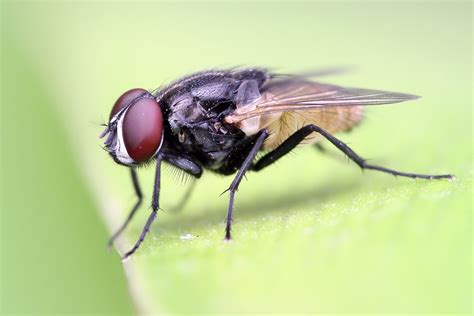 Filehousefly On A Leaf Crop Wikipedia