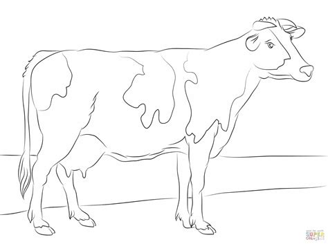 Baby Cow Drawing At Getdrawings Free Download