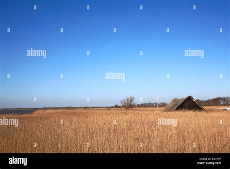 A View Over Reed Beds To Horsey Mere On The Norfolk Broads At Horsey