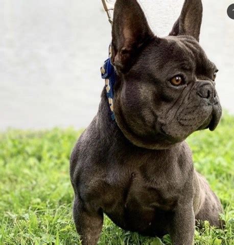 Последние твиты от rocky mountain french bulldog rescue (@saveafrenchie). Pardon My French, French Bulldog Stud in Cypress, Texas