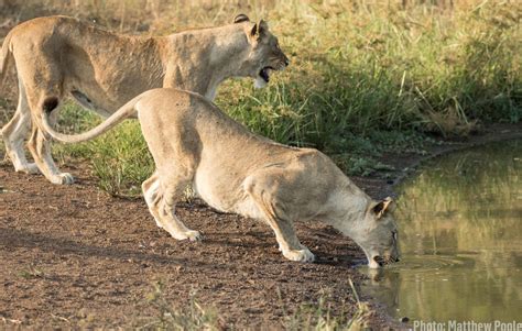Lions Are Returning To Rwandas Akagera National Park For The First