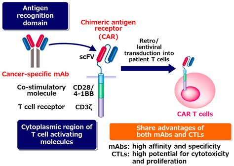 Cancers Free Full Text Chimeric Antigen Receptor T Cell Therapy For
