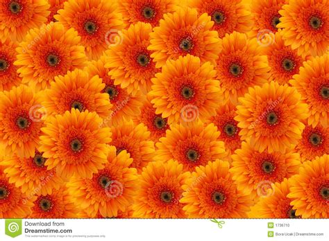 Orange Flowers Background Stock Photo Image 1736710