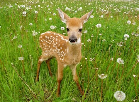 What Is The Baby Deers Magical World
