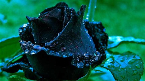 Black Rose Wallpaper Hd Pixelstalknet