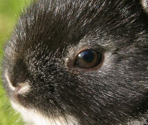 Rabbit Facts Animal Facts Encyclopedia