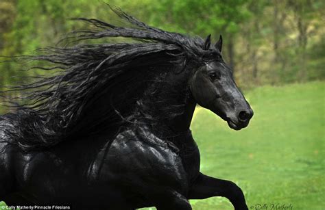 Is This Horse The Real Life Black Beauty You Decide