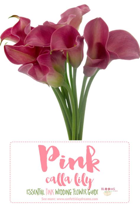 The Essential Pink Wedding Flowers Guide Types Of Pink Flowers Names